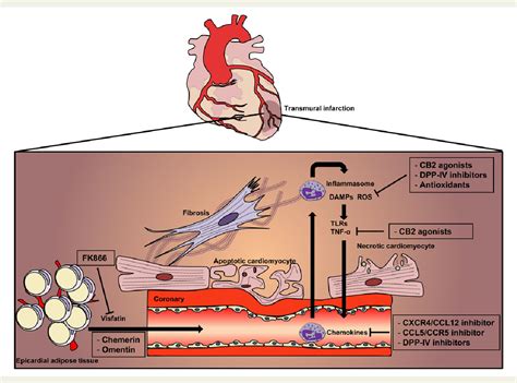 Figure 4 from Pathophysiology of ST-segment elevation myocardial ...