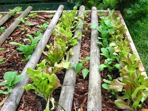 Ewa in the Garden: Container lettuce to rescue. Too much rain. Wrong ...