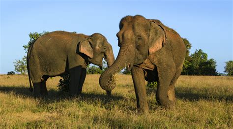 Mondulkiri Province travel | Cambodia - Lonely Planet