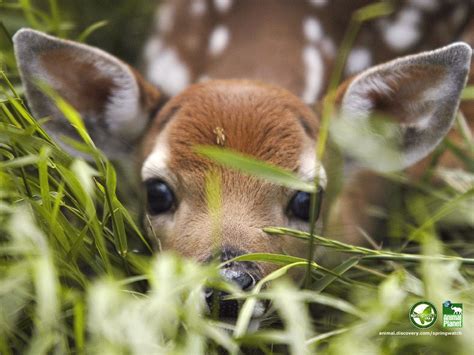 Baby Deer Wallpaper Free Desktop 8 HD Wallpapers Nature Animals, Animals And Pets, Wild Animals ...