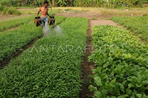 SAWAH TADAH HUJAN | ANTARA Foto