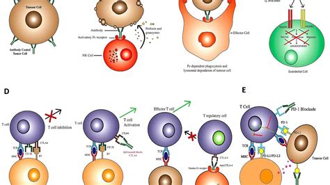 Monoclonal Antibodies Side Effects - Effect Choices