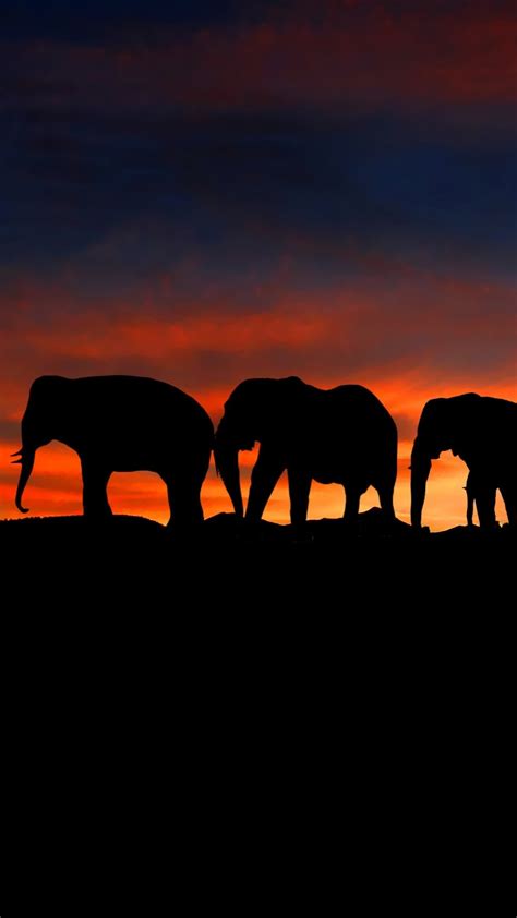 Elephants silhouette wallpaper - backiee