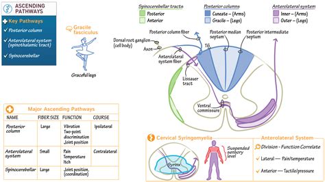 Neuroanatomy: Ascending Spinal Cord Pathways | ditki medical & biological sciences