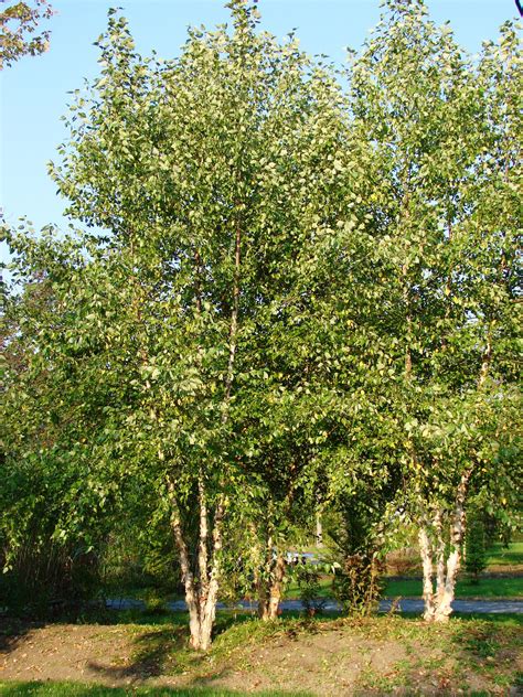 River Birch Tree Clumps | River birch trees, Birch trees garden, Birch ...