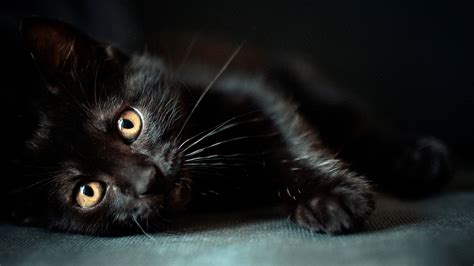 Wallpaper : 1920x1080 px, animals, black cats 1920x1080 - 4kWallpaper - 750154 - HD Wallpapers ...