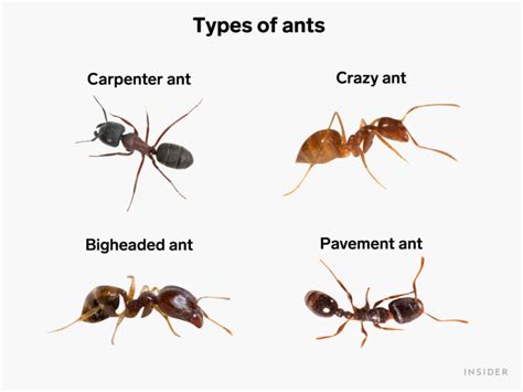 Diatomaceous Earth Vs Borax For Ants - PestPhobia