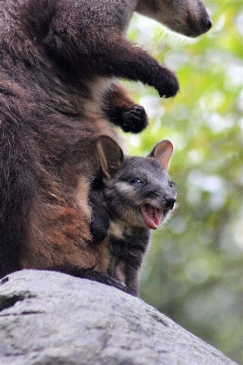 Miracle Baby: Brush-Tailed Rock-Wallaby Birthed Without A Male Around At Taronga Zoo At But ...