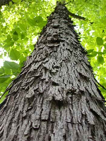 Shagbark Hickory (Carya ovata)