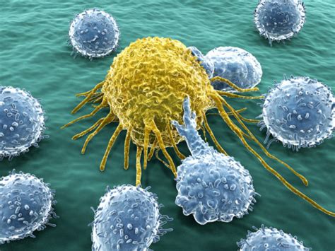 Natural killer cells; looking for cancer cures within the immune system - Biomall Blog