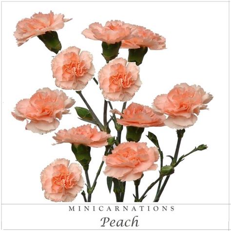 Mini Carnations Peach - EbloomsDirect | Mini carnations, Carnation flower, Carnations