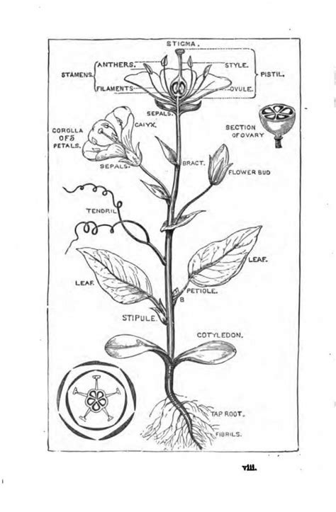 Pin by Sandra Greer on Botany | Botany books, Botany lessons, Botany
