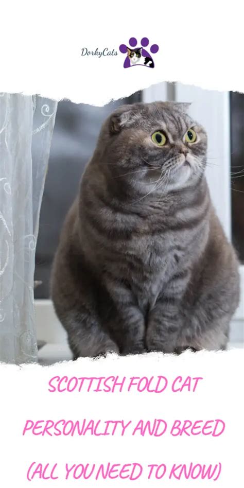 SCOTTISH FOLD CAT PERSONALITY AND BREED (ALL YOU NEED TO KNOW) - DorkyCats