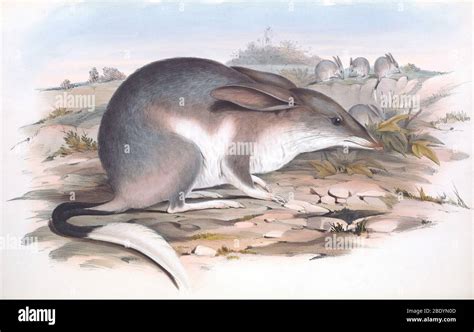 Greater Bilby Stock Photo - Alamy