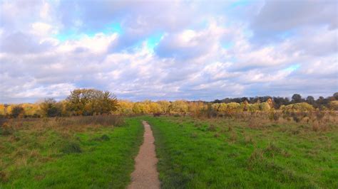 Rook’s Nest Wood - Thames Basin Heaths