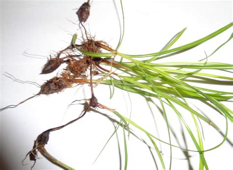 Images of flowers, Leaves, Fruits, Roots, of Herbal plants: Cyperus ...