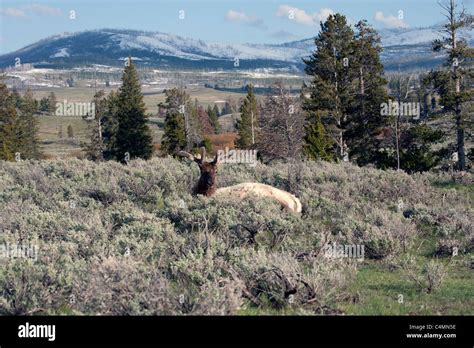 Bull Elk with Antlers in Velvet Stock Photo - Alamy