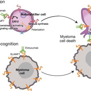 (PDF) Treatment of multiple myeloma with the immunostimulatory SLAMF7 ...