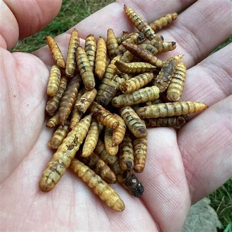 Compost Bin Maggots at Elizabeth Canfield blog