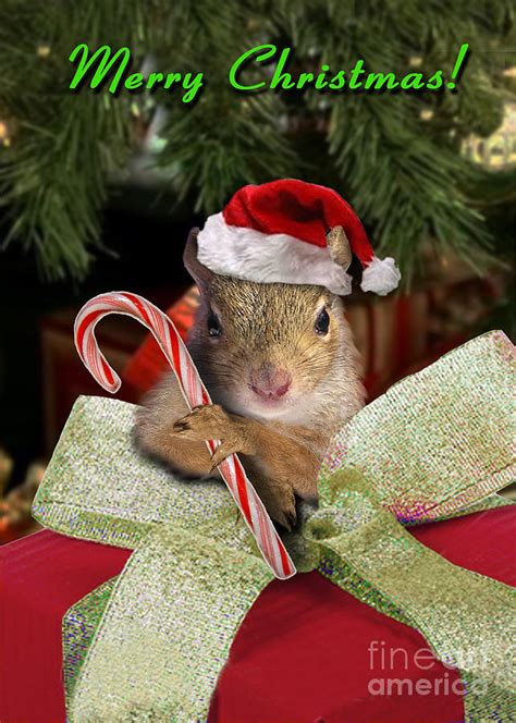 Christmas Squirrel Photograph by Jeanette K | Fine Art America