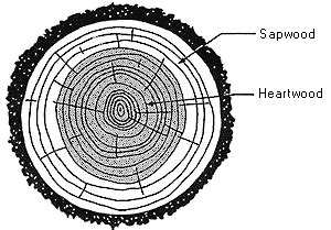 Heartwood and sapwood | Download Scientific Diagram