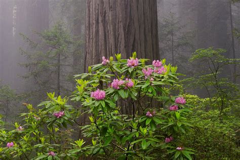 Redwood Forest Images For Sale | Fine Art Landscape & Nature Photography