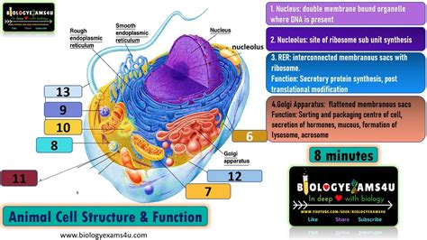 Plant Cell And Animal Cell Structure And Function