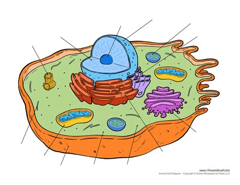 Blank Eukaryotic Cell Diagram