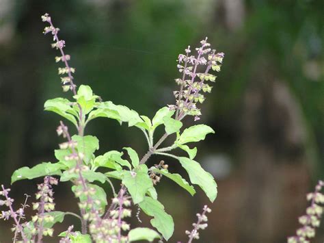 Propriétés huile essentielle Basilic sacré / Ocimum basilicum sanctum, Ocimum tenuiflorum ...