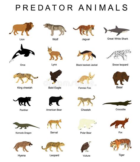 Carnivores Animals Pictures With Names