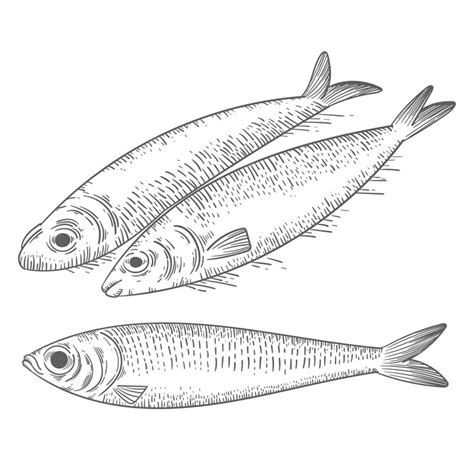 Free Vector | Engraving hand drawn sardine illustration