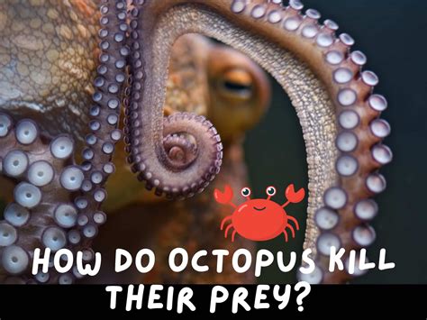 How Do Octopus Kill Their Prey? Can an Octopus Sting You? (Beaks and Venom) – Animals FYI