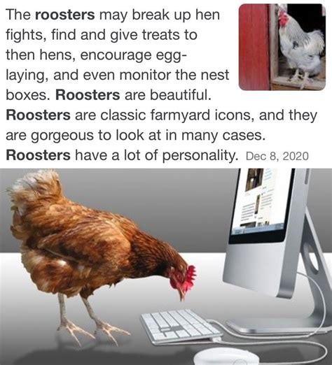 The best Rooster memes :) Memedroid