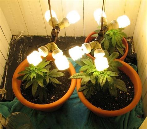 CFL Lights For Weed Growing Indoors | Green CulturED eLearning Solutions