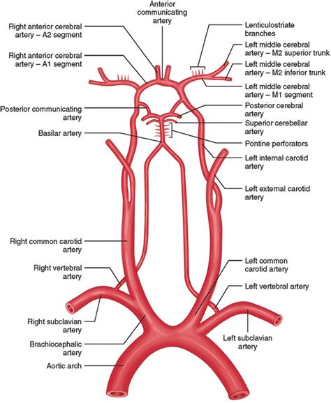 Figure 3-2 | Vascular ultrasound, Medical ultrasound, Internal carotid artery