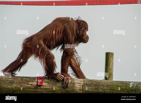 Blackpool Zoo Animals Stock Photo - Alamy