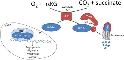 Hif 1 Alpha Pathway