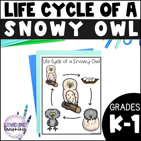 Life Cycle of a Snowy Owl Activities, Worksheets, Booklet - Snowy Owl Life Cycle | Made By Teachers