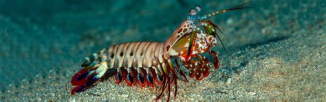 Peacock Mantis Shrimp - Georgia Aquarium