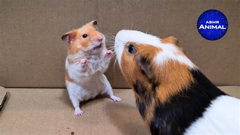 Hamster meets Guinea Pig - YouTube