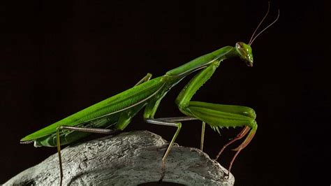 Yes, Female Praying Mantises Do Eat Their Mates | HowStuffWorks