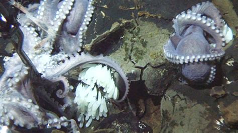 Giant Group of Octopus Moms Discovered in Deep Sea | The Weather Channel