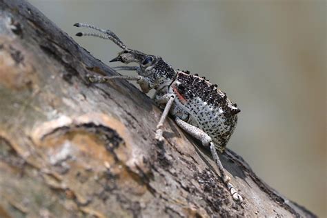 Weevil or beetle? What makes them different?