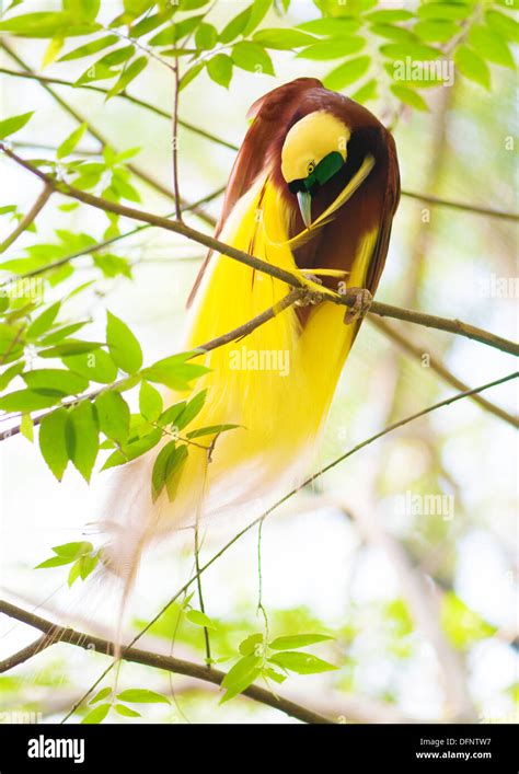 Birds Of Paradise Papua New Guinea Stock Photos & Birds Of Paradise ...