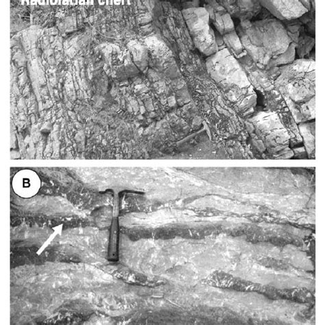 Thin-section photomicrographs of siliceous micrite in Kuma area ...