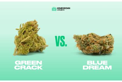 Green Crack vs. Blue Dream: Cannabis Strains Compared