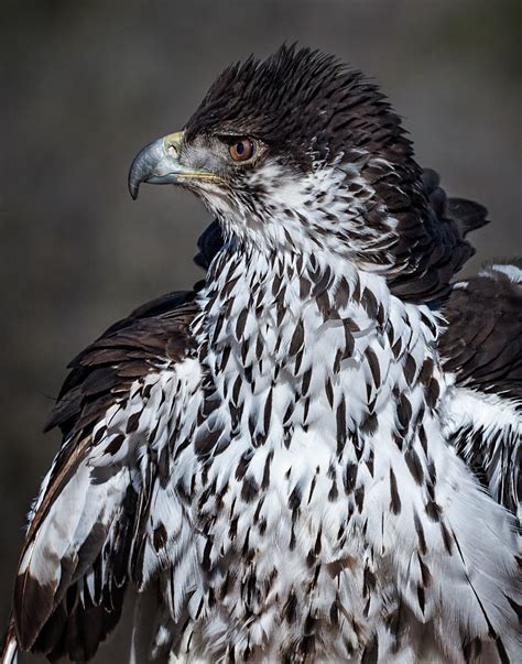 African Hawk-eagle | Photographed at the Arizona Raptor Expe… | Flickr