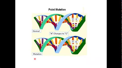 bacterial genetic - YouTube