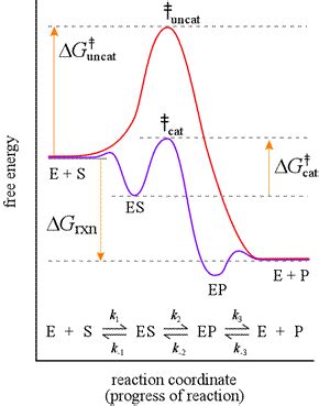 Energy Diagram Catalyzed Vs Uncatalyzed Reaction - General Wiring Diagram