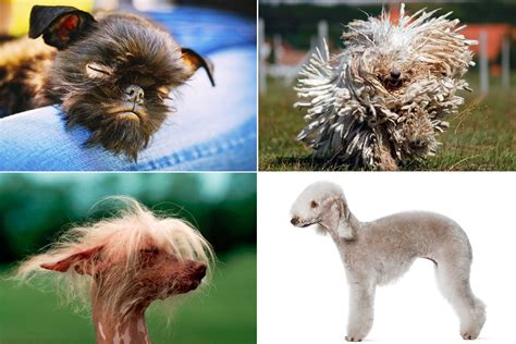 15 weird-looking dog breeds